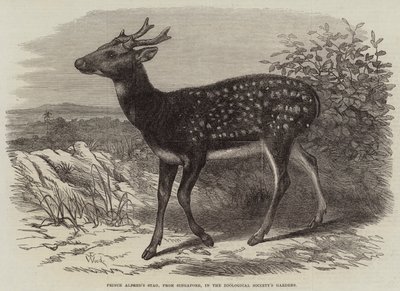 Il cervo del principe Alfredo, da Singapore, nei giardini della Società Zoologica da Thomas W. Wood